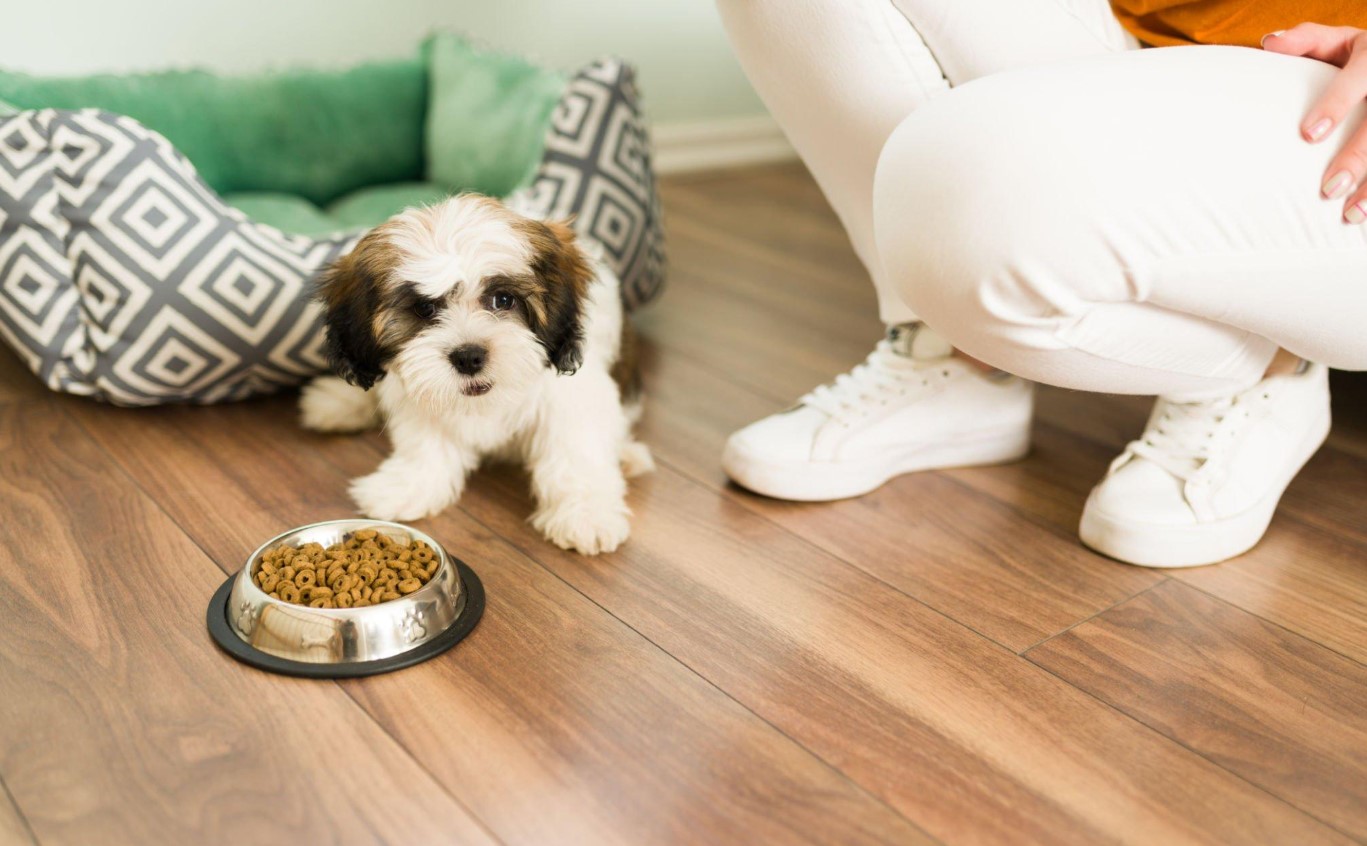 What Foods Should Shih Tzu Dogs Avoid? Guide to Safe and Healthy 2 Shih Tzu Dogs Food